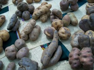 南米の食文化｜大地が育てた食材と食卓