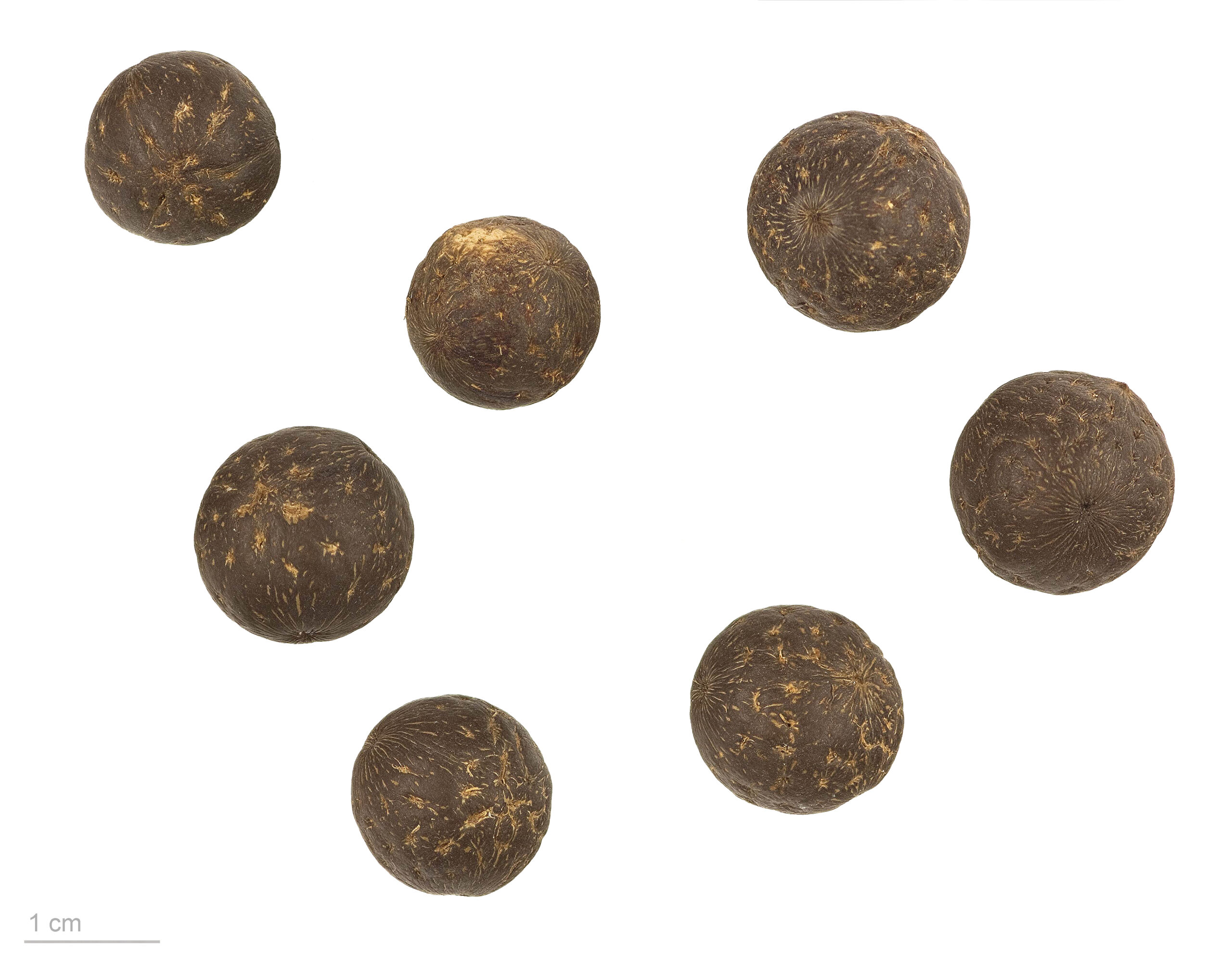 アサイー果実 Euterpe oleracea の実物写真