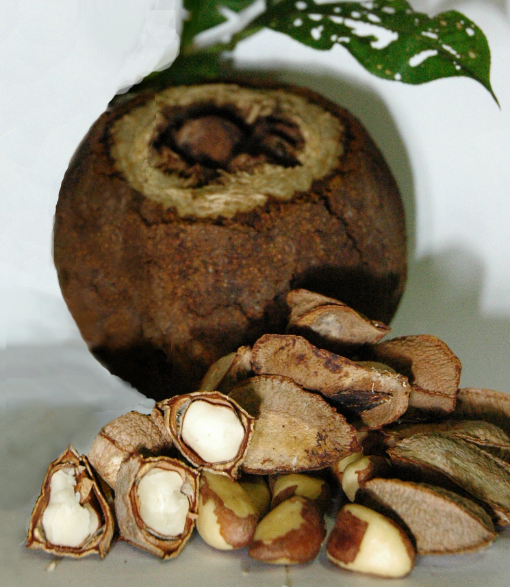 ブラジルナッツ Bertholletia excelsa の果実と種子の実物写真