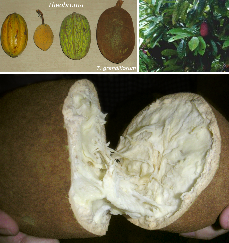 クプアス Theobroma grandiflorum の果実の実物写真