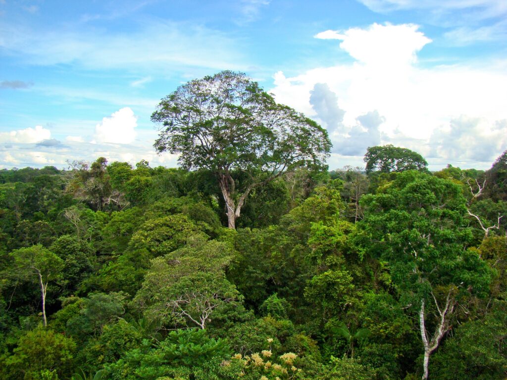 ブラジルナッツとは？アマゾンの天然林が支える原料と、アフラトキシン管理の実務を解説