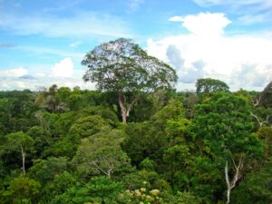 ブラジルナッツとは？アマゾンの天然林が支える原料と、アフラトキシン管理の実務を解説